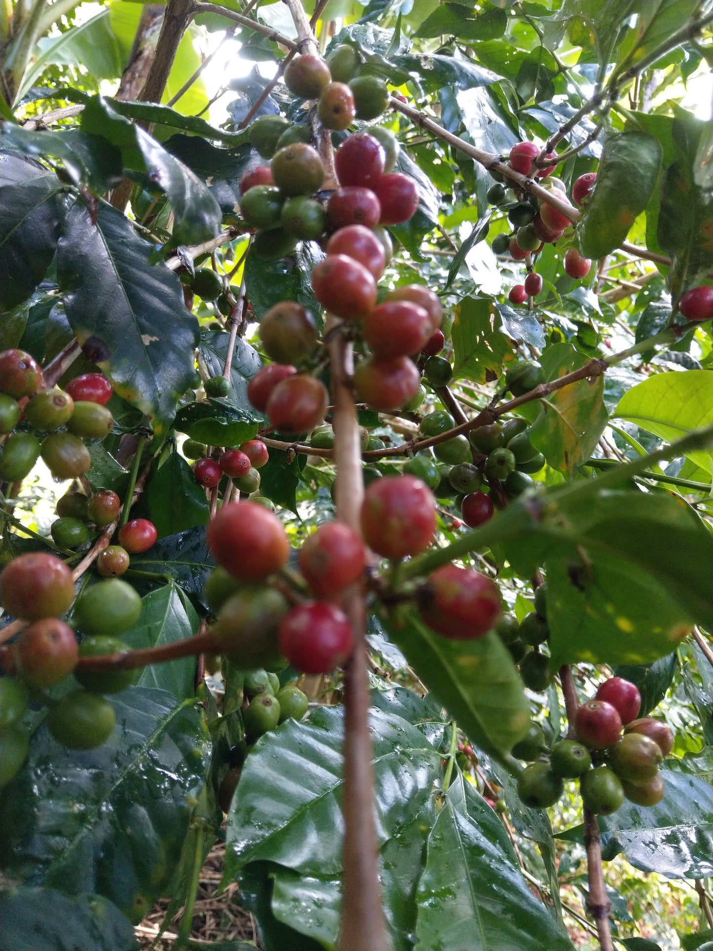 Kenya Nyeri Ndurutu