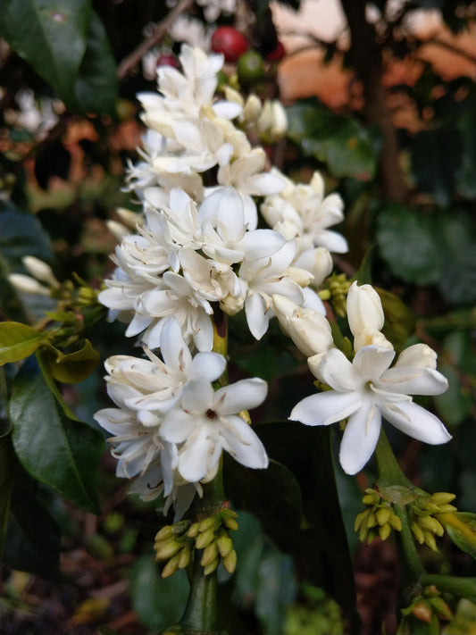 Kenya Espresso Nyeri Giza