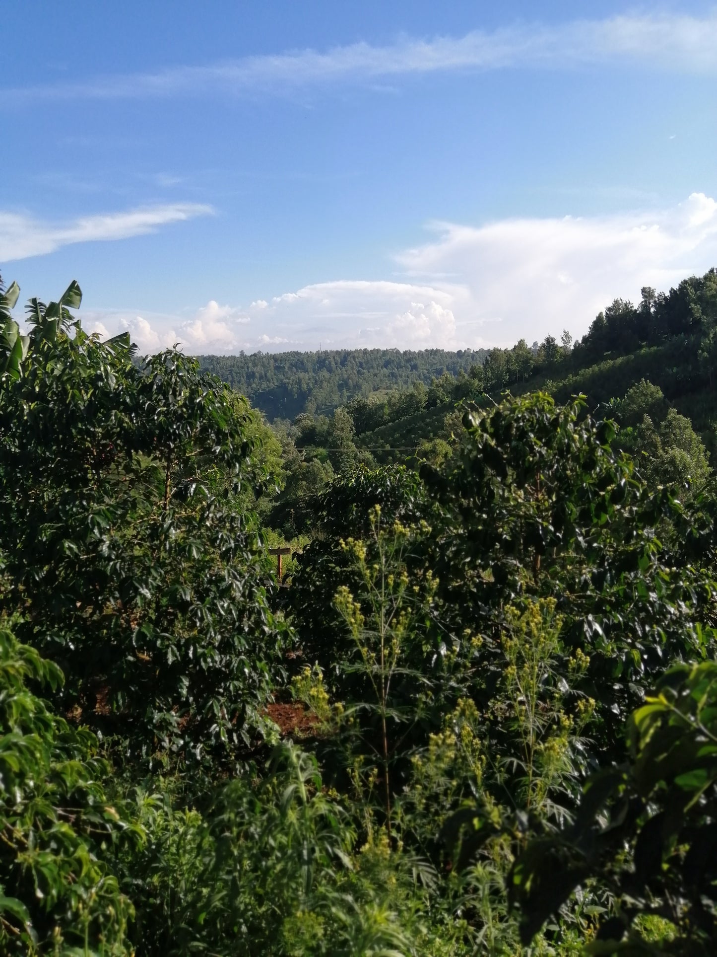 Kenya Nyeri Ndurutu