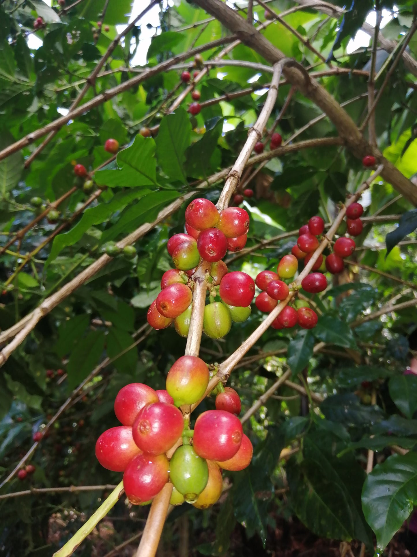 Kenya Nyeri Ndurutu