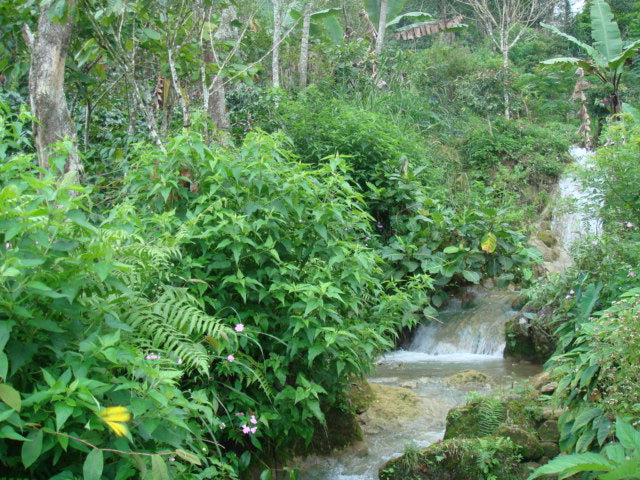 Sulawesi Kopi Kalossi Toraja