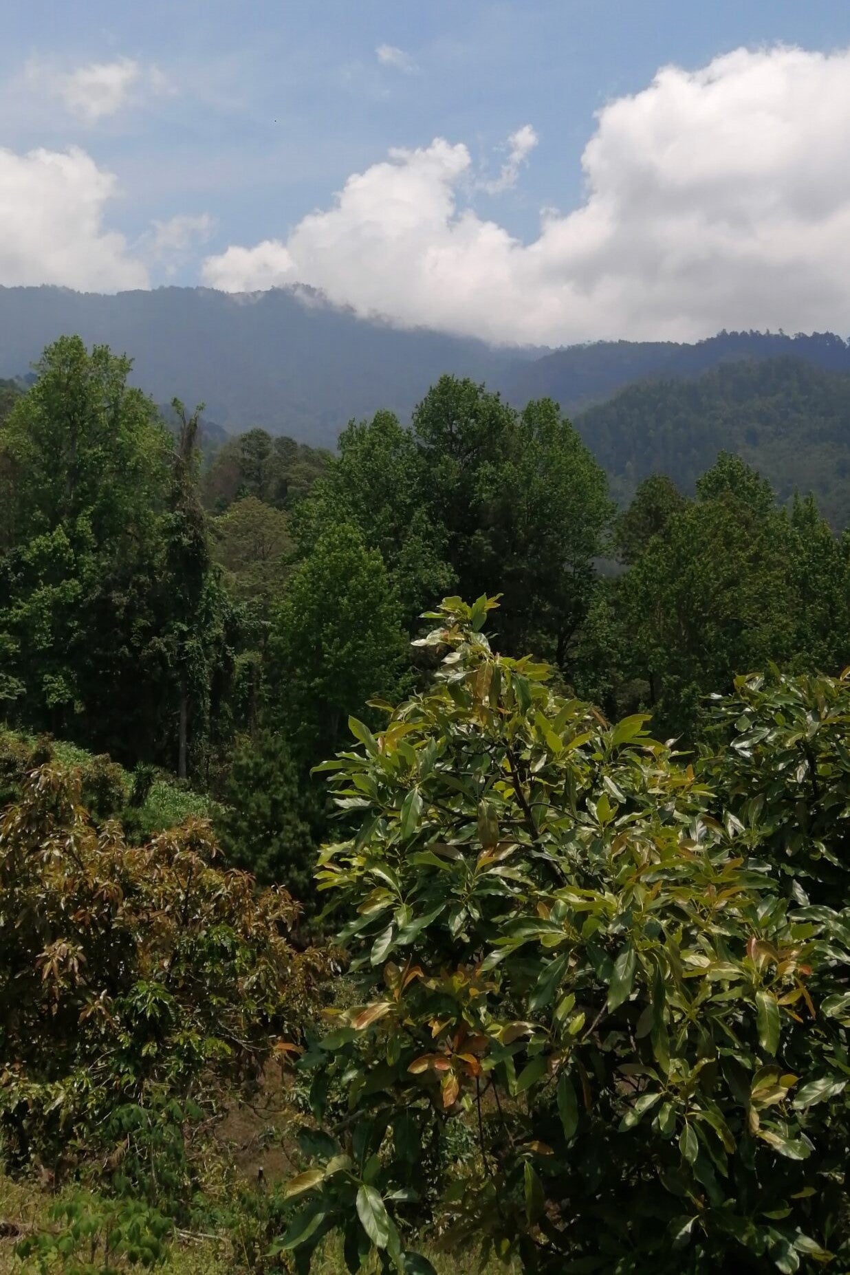 Guatemala Finca La Bella Pacamara Natural Microlot