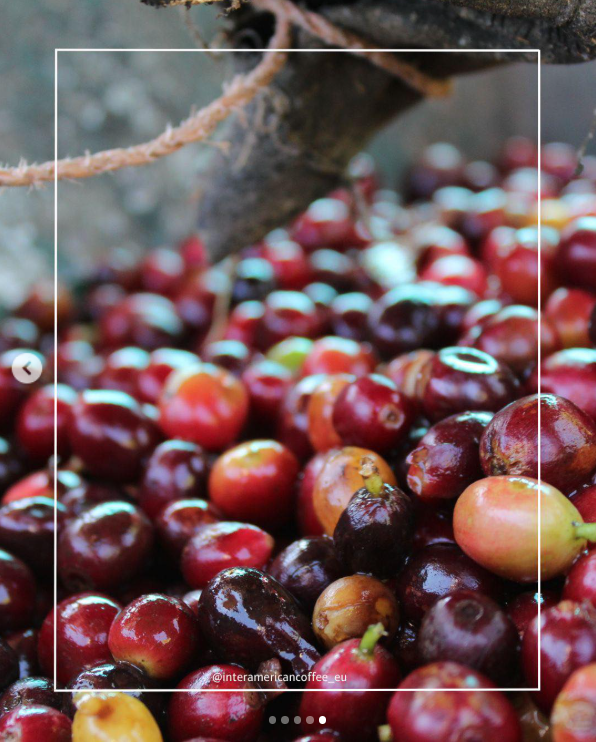 Honduras Guara Verde