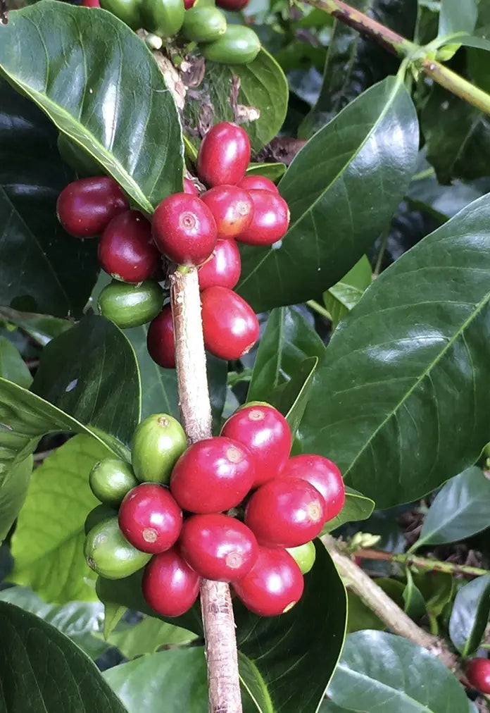 Nicaragua SHG EP Finca San Ramon KdM