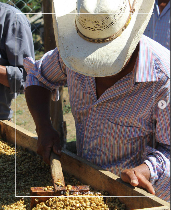 Honduras Guara Verde