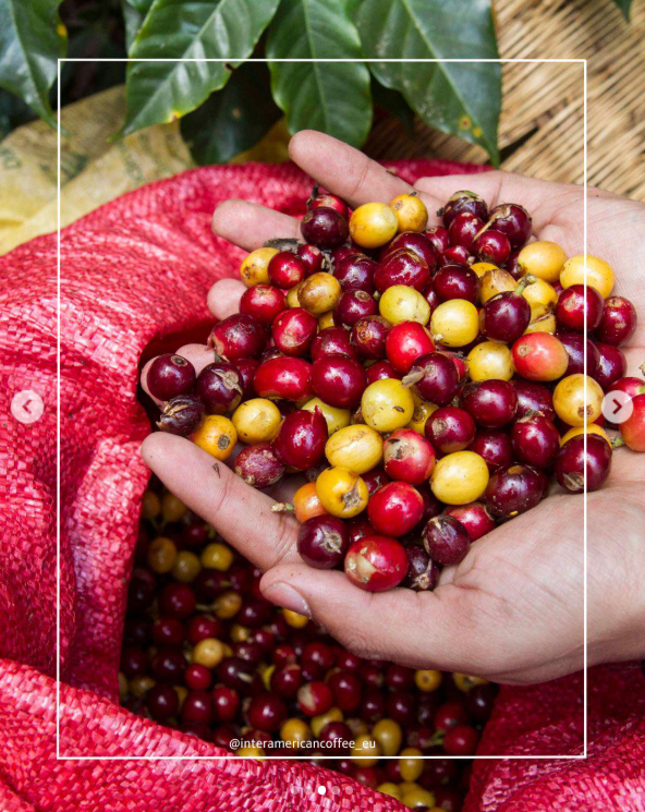 Honduras Guara Verde