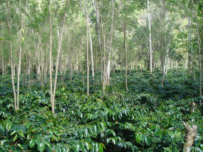 Sulawesi Kopi Kalossi Toraja